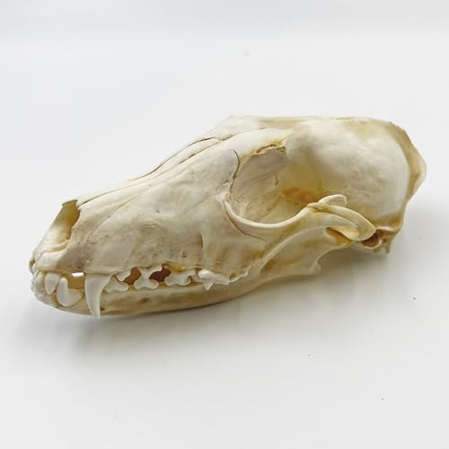 Real Animal Skull Decor - Ethical Fox Taxidermy Specimen