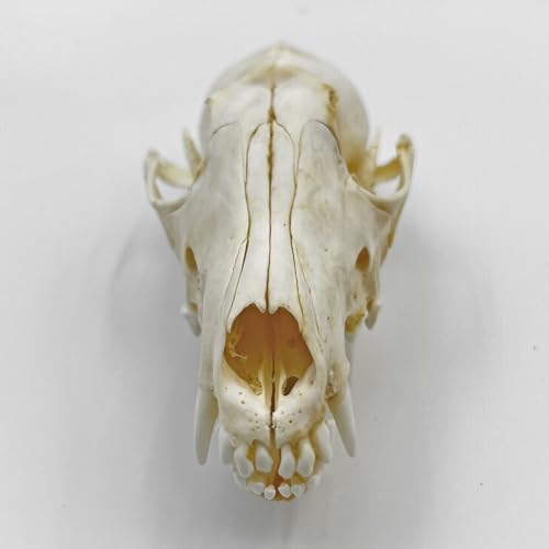 Real Animal Skull Decor - Ethical Fox Taxidermy Specimen