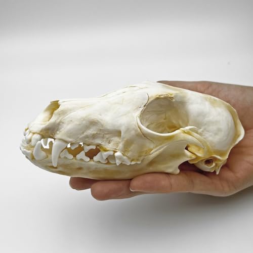 Real Animal Skull Decor - Ethical Fox Taxidermy Specimen