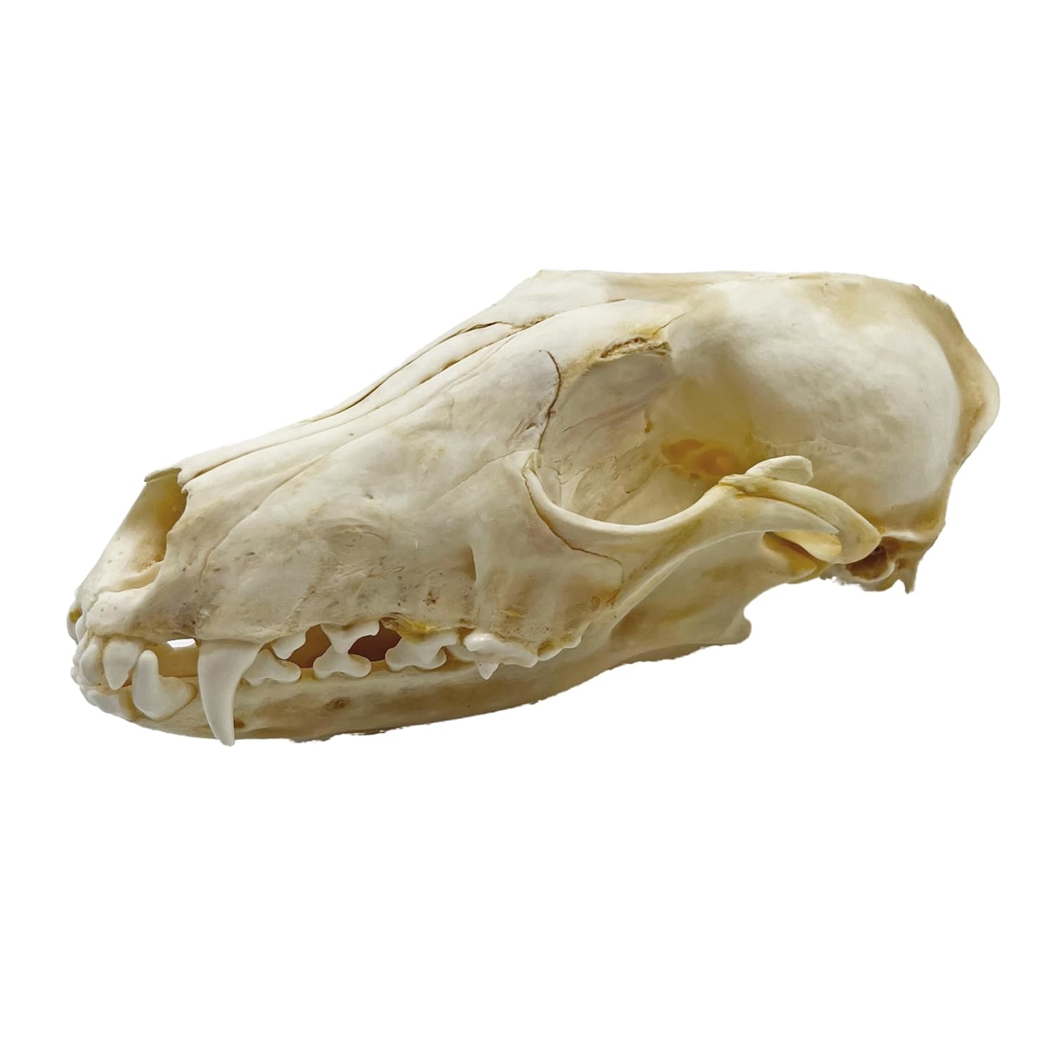 Real Animal Skull Decor - Ethical Fox Taxidermy Specimen