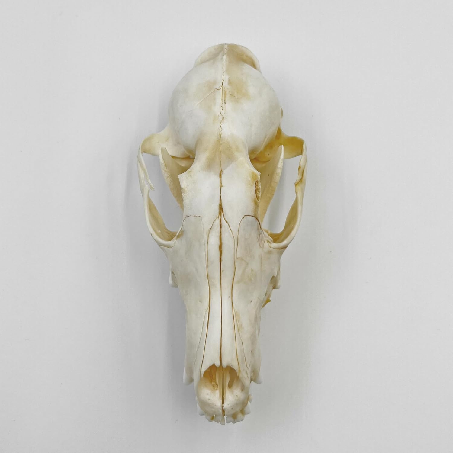 Real Animal Skull Decor - Ethical Fox Taxidermy Specimen