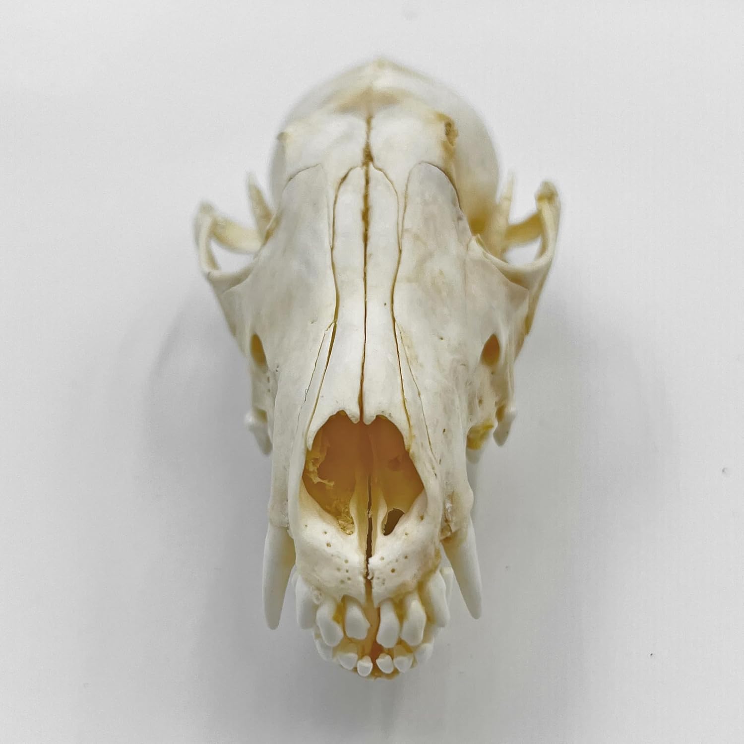 Real Animal Skull Decor - Ethical Fox Taxidermy Specimen