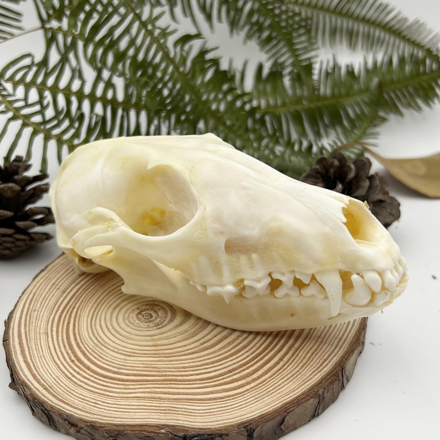 Real Animal Skull Decor - Ethical Fox Taxidermy Specimen